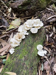 Pleurotus albidus