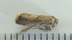 Dichrorampha acuminatana
