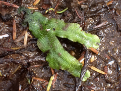 Conocephalum conicum