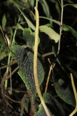 Peperomia venosa