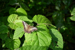 Parthenos sylvia