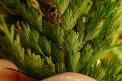 Hymenophyllum demissum