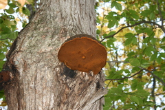Phellinus everhartii