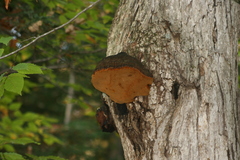 Phellinus everhartii