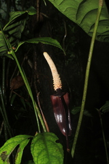 Anthurium recavum