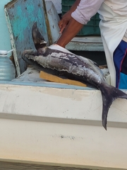 Rachycentron canadum