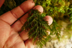 Hymenophyllum demissum