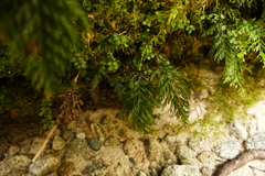 Hymenophyllum demissum