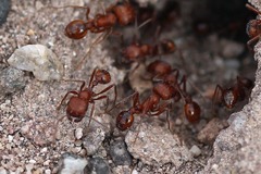 Pogonomyrmex subnitidus
