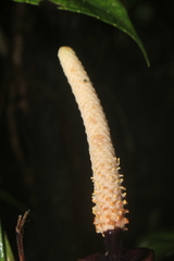 Anthurium recavum