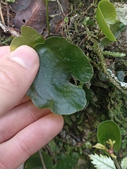 Hymenophyllum nephrophyllum