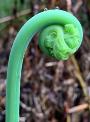 Histiopteris