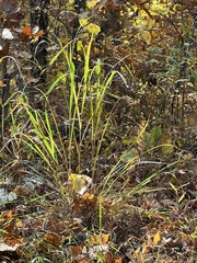 Bromus ciliatus