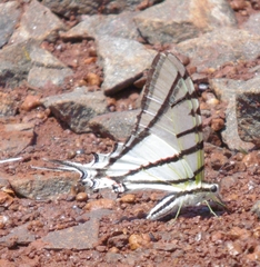 Protesilaus stenodesmus