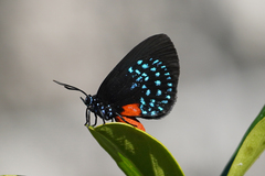 Eumaeus atala