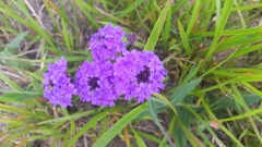 Verbena rigida