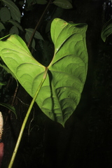 Anthurium recavum