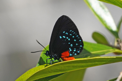 Eumaeus atala