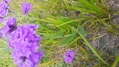 Verbena rigida
