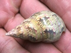 Phasianella australis