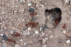 Pogonomyrmex subnitidus