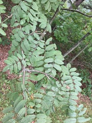 Sorbus americana