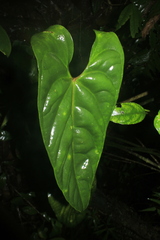 Anthurium recavum