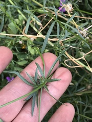 Coreocarpus arizonicus