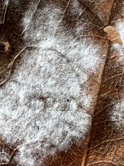 Erysiphe liriodendri