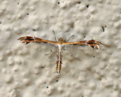 Oxyptilini