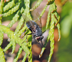 Calliphora vomitoria