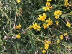 Coreocarpus arizonicus