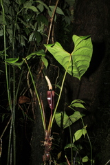 Anthurium recavum