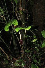 Anthurium recavum