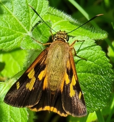 Trapezites symmomus