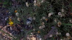 Burnsius communis