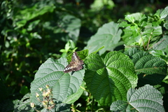 Parthenos sylvia