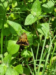 Trapezites symmomus
