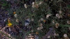 Burnsius communis