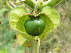 Physalis nicandroides