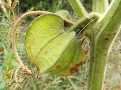 Physalis nicandroides