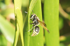 Pachodynerus nasidens