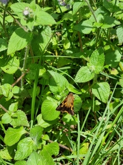 Trapezites symmomus