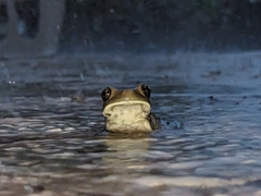 Trachycephalus vermiculatus