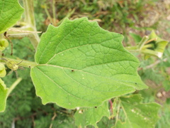 Physalis nicandroides