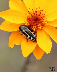 Acmaeodera scalaris
