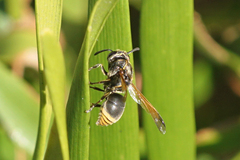 Pachodynerus nasidens
