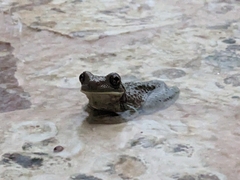 Trachycephalus vermiculatus