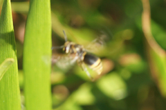 Pachodynerus nasidens