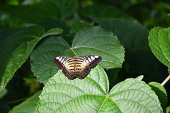Parthenos sylvia